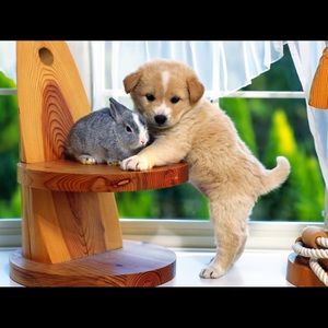 Meet your Posher, Qi